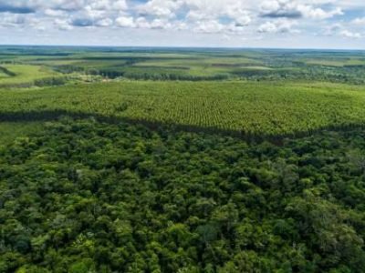 Área de preservação ao lado de plantio da Suzano - Regional Bahia (Telefone)