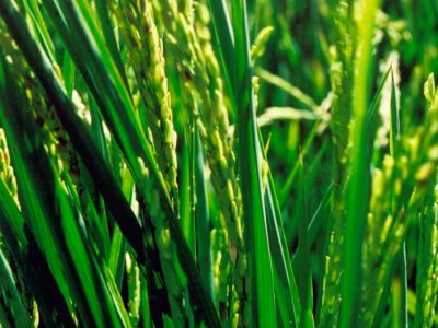 Arroz-01-Crédito-Arquivo-08-2017