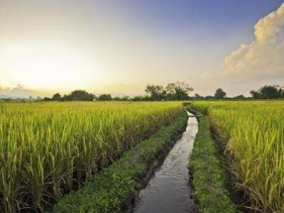 Arroz-04-Credito-shutterstock_88077400