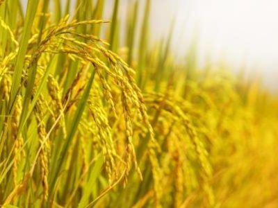 Arroz-07-Crédito-shutterstock_175193915-07-2017