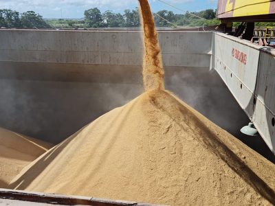 Arroz - Foto: Divulgação