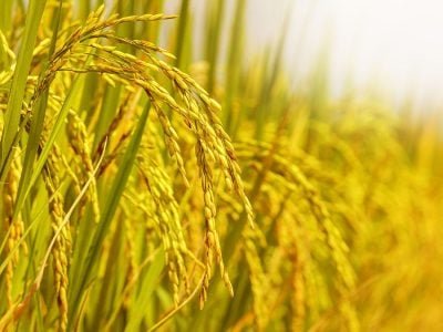 Arroz - Crédito Shutterstock