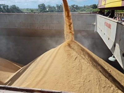 Arroz - Foto: Divulgação