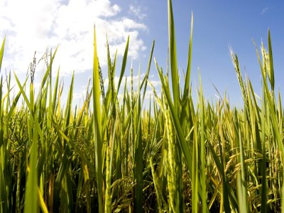 Arroz - Crédito FMC