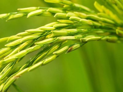 Arroz - Foto: shurtterstock
