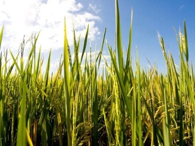 Arroz - Crédito FMC