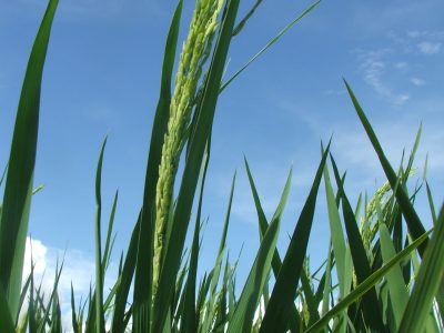 Estudo constata que Japão é o maior usuário de defensivo agrícola