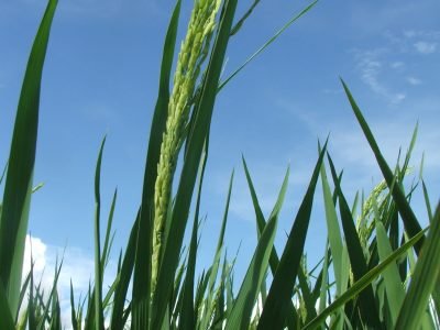 Estudo constata que Japão é o maior usuário de defensivo agrícola