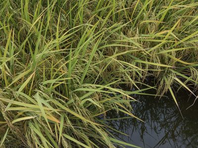 Arroz - Crédito: Fagner Almeida - Divulgação