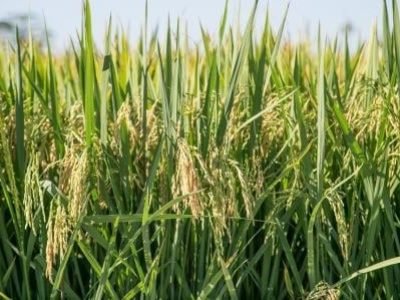 Arroz-Crédito-Fagner-Almeida-Divulgação