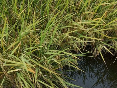 Arroz - Crédito: Fagner Almeida - Divulgação