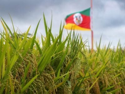 Arroz - Crédito Jô Folha