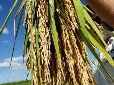 Cultivo de arroz - Crédito BASF