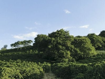 Árvore - Crédito: Epamig