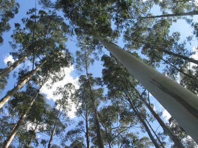 Árvores - Crédito: Abraf