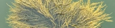 Ascophyllum nodosum