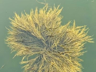 Ascophyllum nodosum