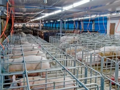Auster-Sucesso-da-inseminacao-em-suinos-depende-diretamente-da-qualidade-do-material-genetico-explica-medica-veterinaria-foto-Poliana-campos