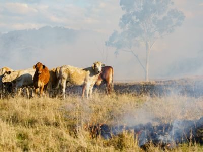 Australia-bushfires-cattle