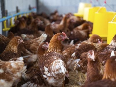 Ave - Crédito: freepik