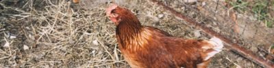Desafios sanitários em sistemas cage-free (criação sem uso de gaiolas) serão abordados em Simpósio da FACTA