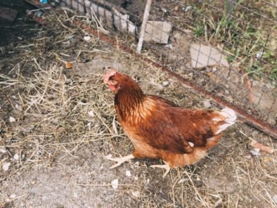 Desafios sanitários em sistemas cage-free (criação sem uso de gaiolas) serão abordados em Simpósio da FACTA