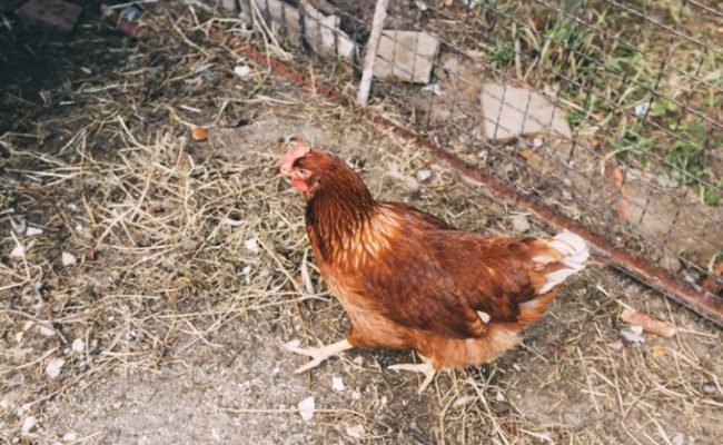 Desafios sanitários em sistemas cage-free (criação sem uso de gaiolas) serão abordados em Simpósio da FACTA