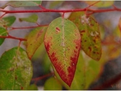 Avermelhamento marginal em clone híbrido de Eucalyptus - Crédito Higashi & Silveira