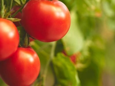 Tomate - Crédito: BASF