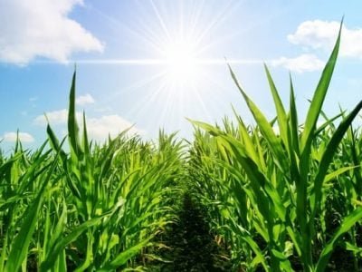 BAcillus subtillis é biocontrolador de nematides - Crédito Shutterstock