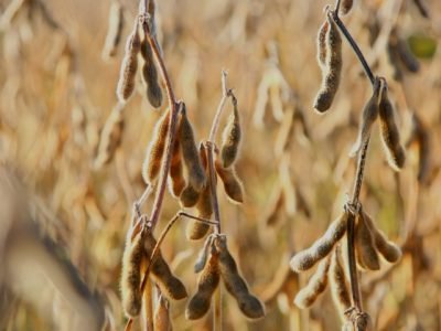 BELGO-Safra-de-soja-com-margens-pressionadas-torna-protecao-da-area-agricola-ainda-mais-estrategica-credito-Jan-den-Ouden-Pixabay (Pequeno)