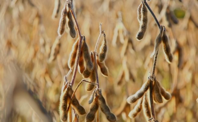 BELGO-Safra-de-soja-com-margens-pressionadas-torna-protecao-da-area-agricola-ainda-mais-estrategica-credito-Jan-den-Ouden-Pixabay (Pequeno)