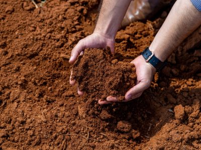 BIOTROP-Produtos-biologicos-solucionam-a-raiz-do-problema-na-infestacao-de-nematoides-FOTO-DIVULGACAO