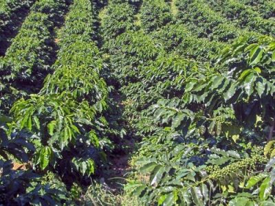 Cafezal adensado no município de Linhares-ES - Crédito: BRANDT