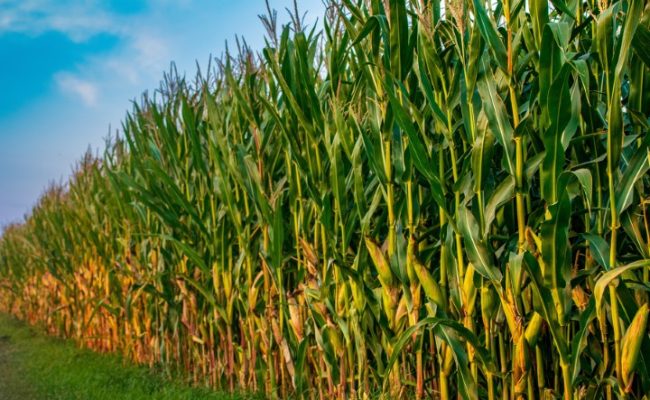 BRQ-Estresse-climatico-e-desequilibrios-nutricionais-desafiam-potencial-do-milho-segunda-safra-credito-imagem-Torsten-Pretzsch-Pixabay (Pequeno)