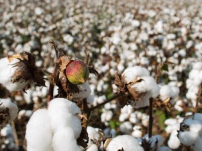 Algodão