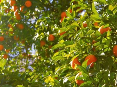 BRQ-Plantacao-de-laranja-citricultura-Credito-PXhere (Pequeno)