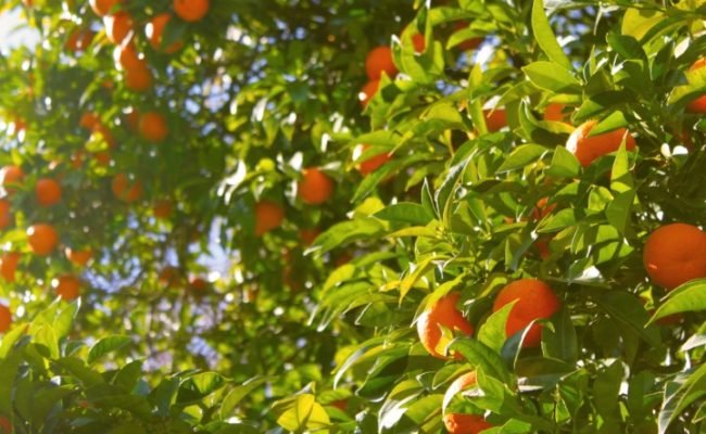 BRQ-Plantacao-de-laranja-citricultura-Credito-PXhere (Pequeno)
