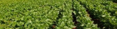 BRQ-Primeiros-dias-do-feijao-exigem-atencao-do-agricultor-credito-foto-Embrapa-Sebastiao-Araujo (Pequeno)