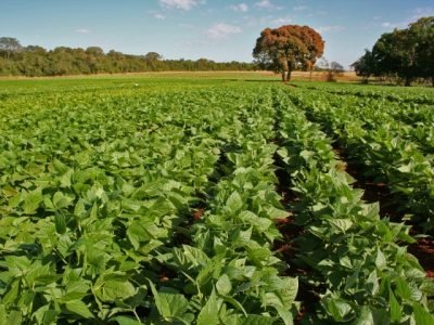BRQ-Primeiros-dias-do-feijao-exigem-atencao-do-agricultor-credito-foto-Embrapa-Sebastiao-Araujo (Pequeno)
