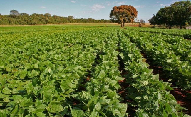 BRQ-Primeiros-dias-do-feijao-exigem-atencao-do-agricultor-credito-foto-Embrapa-Sebastiao-Araujo (Pequeno)
