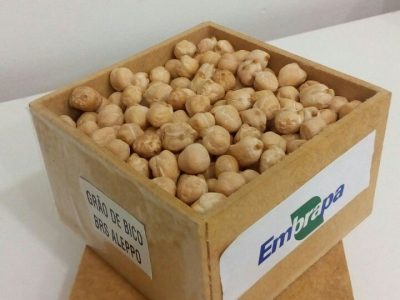 BRS-Aleppo-grão-de-bico-Abril-2018-Crédito-Nara-Lúcia-S.R.-Trindade