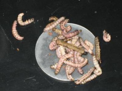 Baculovirus-04-Credito-Fernando-Valicente-controle-da-lagarta