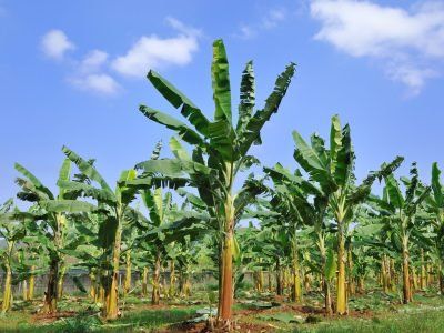 Banana 02 - Crédito Shutterstock (10-2016)