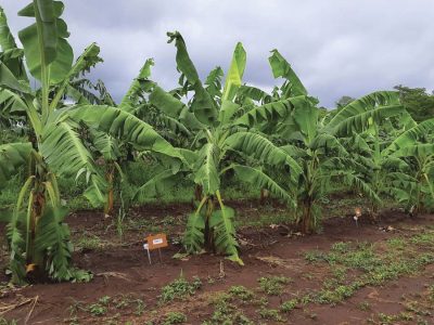 Banana - Crédito Humberto Carvalho Marcílio