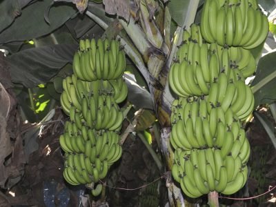 Banana - Foto: Divulgação