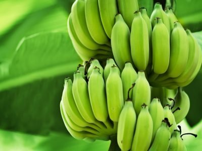 Banana - Crédito: Shutterstock