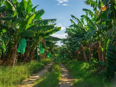 Bananal / Divulgação