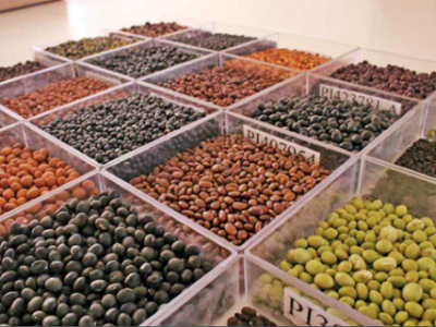 Banco-de-germoplasma-de-soja-Credito-Embrapa-Soja-Telefone