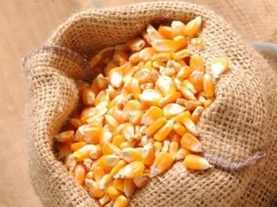 Baseado nas recomendações, o tratamento de sementes trata-se de uma técnica viável para as lavouras brasileiras - Crédito Fernando Gomes